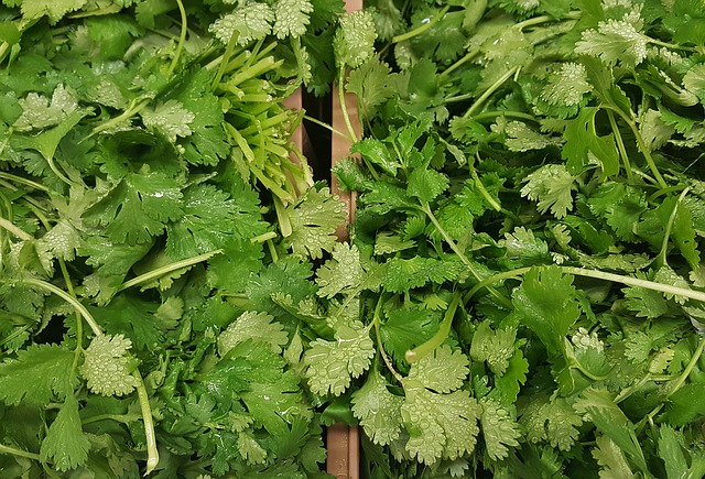 Fresh bunches of cilantro