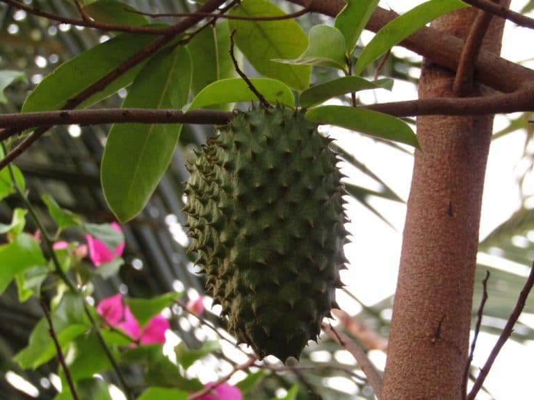 Soursop in a tree