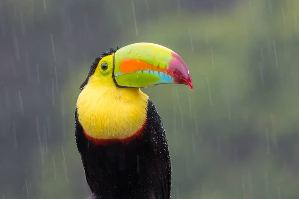 Toucan sitting in rain