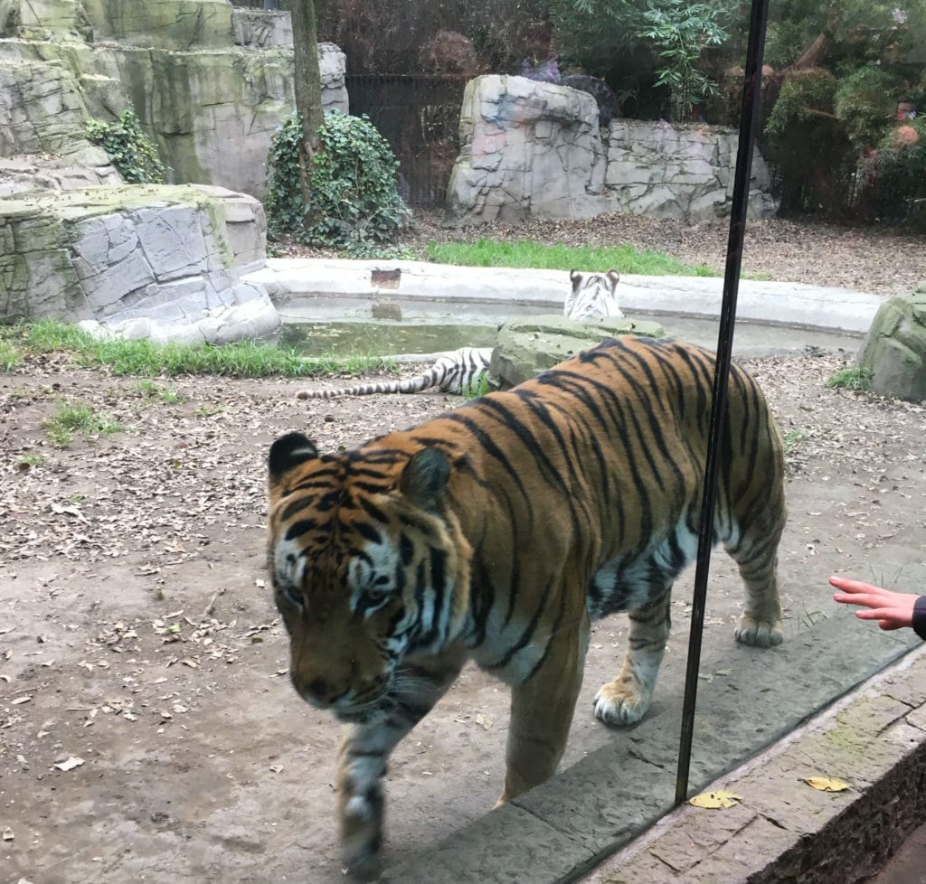Tiger at Mexico City zoo