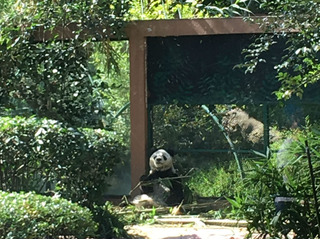 Panda at Chapultapec Park Zoo in Mexico City